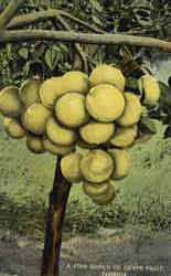 A Fine Bunch Of Grape Fruit Postcard