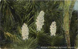 Bunch Of Spanish Bayonet Postcard