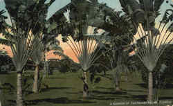 A Garden Of Travelers Palm Cactus & Desert Plants Postcard Postcard