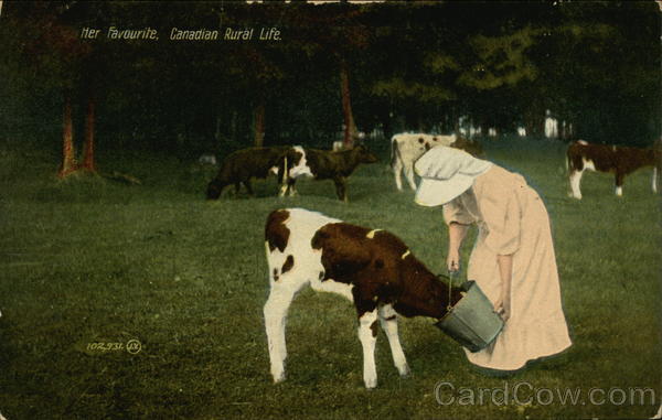 Her Favorite, Canadian Rural Life Cows & Cattle