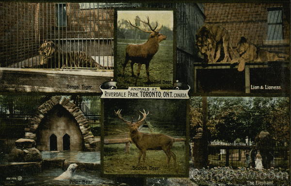 Animals at Riverdale Park Toronto Canada Ontario