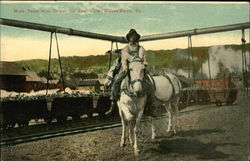 Mule Team with Driver for Coal Cars Wilkes-Barre, PA Postcard Postcard