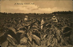 A Kentucky Tobacco Field Postcard