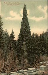Perfect Tree in the Canyon Postcard