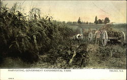 Harvesting, Government Experimental Farm Postcard