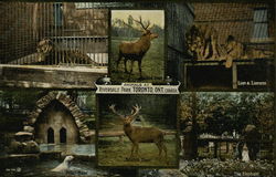 Animals at Riverdale Park Postcard