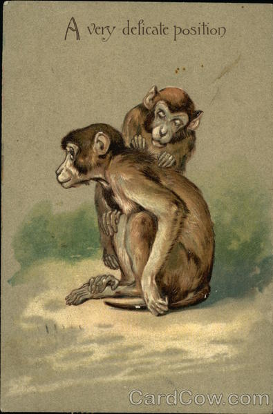 Two monkeys checking each other