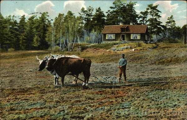 Farmer Plows Field with Oxen Farming