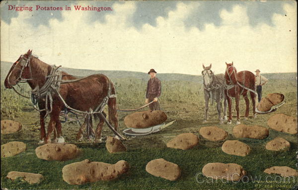 Farmers Bringing In Potatoes From Field Farming
