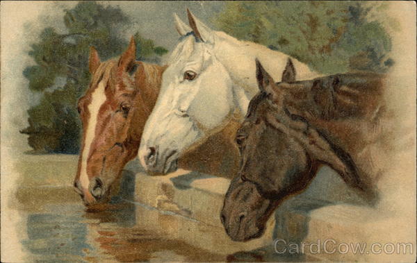 Red, White and Black Horses Drinking from Trough