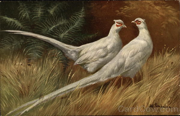 Pari of White Pheasants Birds