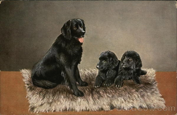 3 black dogs on a rug