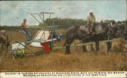 Harvesting Grain Postcard