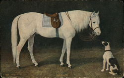 Horse and Dog Greeting Each Other Postcard