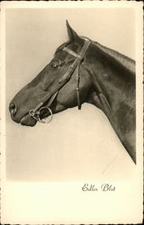 A horse's head Postcard