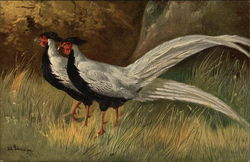 Two Silver Pheasants in the Grass Birds Postcard Postcard