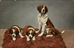 Three Saint Bernard Puppies on a Fur Rug Postcard