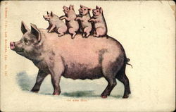 Four Baby Pigs Riding Momma Pig Postcard