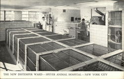 Speyer Animal Hospital - Distemper Ward Postcard