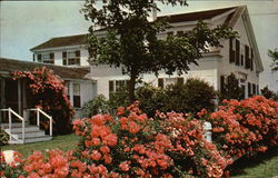 Roses on Cape Cod Postcard