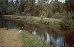 Okefenokee Swamp Park - Aquatic Bird Life Waycross, GA Postcard Postcard