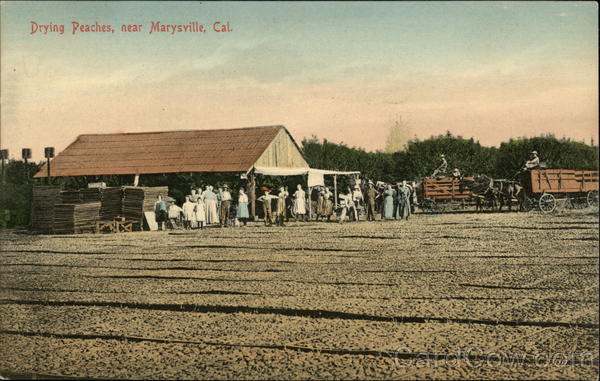 Drying Peaches Marysville California
