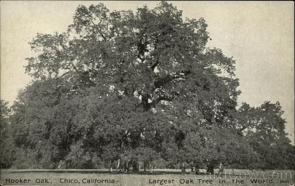 Hooker Oak Chico California