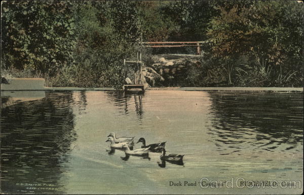Duck Pond  Casagmo Ridgefield Connecticut