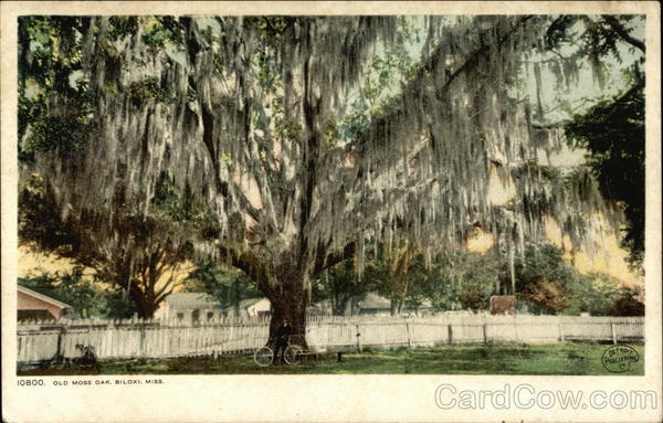 Old Moss Oak Biloxi Mississippi