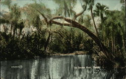 The Tomoka River Scenic, FL Postcard Postcard