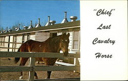 "Chief" Last Cavalry Horse Fort Riley, KS Postcard Postcard