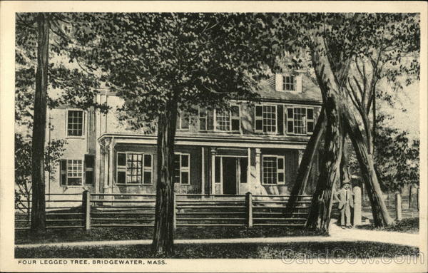 Four Legged Tree Bridgewater Massachusetts