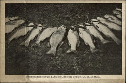Cobbosseecontee Bass, Balbrook Lodge Postcard