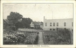 Cedar Acres Gladioli Postcard