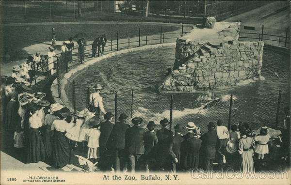 At the Zoo Buffalo New York