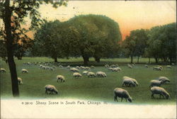 Sheep in South Park Chicago, IL Postcard Postcard