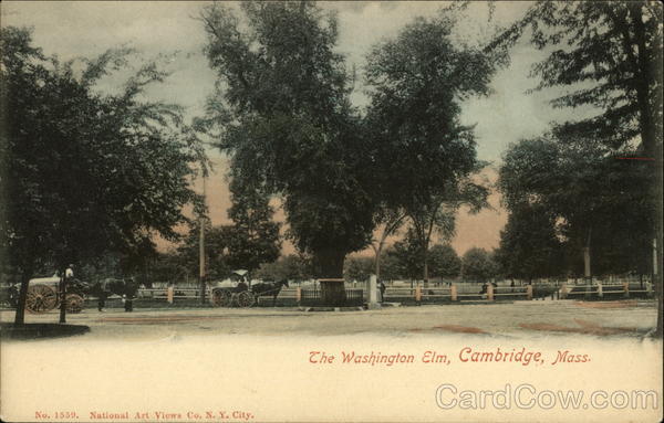 The Washington Elm Cambridge Massachusetts