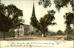 Washington Elm Postcard