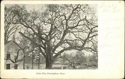 Gates Elm Framingham, MA Postcard Postcard