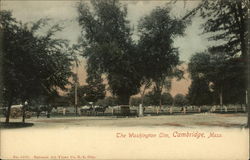 The Washington Elm Postcard