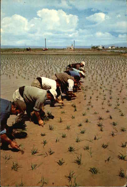 Planting Rice Valencia Spain