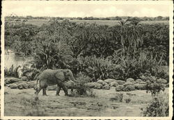 Elephant and Hippopotamuses Bugugu Belgian Congo Africa