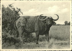 Vieux Buffle, Male Vitshumbi Belgian Congo Africa