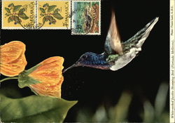 White Necked Jacobin Hummingbird Jamaica
