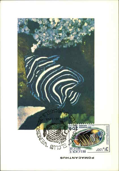 Pomacanthus Maximum Cards