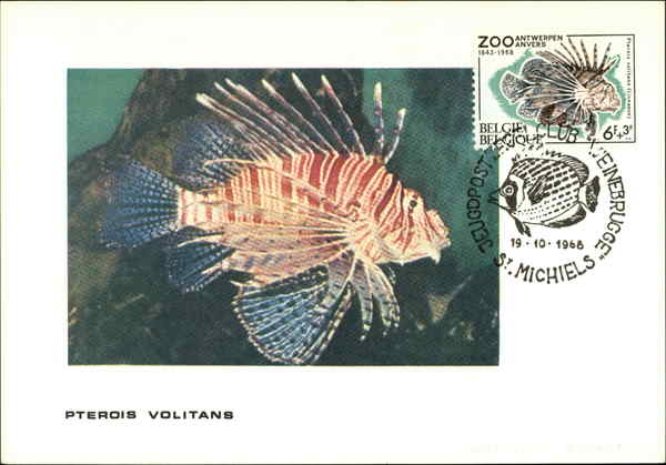 The red lionfish (Pterois volitans) Maximum Cards