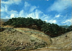 Group of Cedars during the Summer Postcard