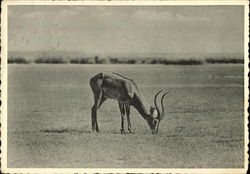 Thomas' Cob Antelope Postcard