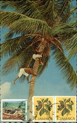 Picking Coconuts Postcard