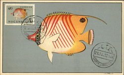 Chaeton Auriga (Forskal) "Coral Fish" Postcard